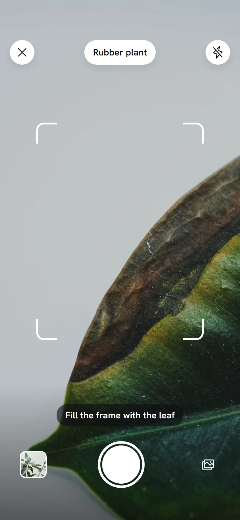 Tendril Check a Leaf preview